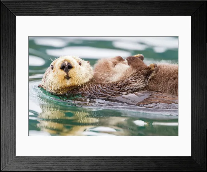 Framed Print : Adult sea otter (Enhydra lutris kenyoni) mother and pup in Inian Pass, Southeastern Alaska, United States of America Framed Print : Adult sea otter (Enhydra lutris kenyoni) mother and pup in Inian Pass, Southeastern Alaska, United States of America