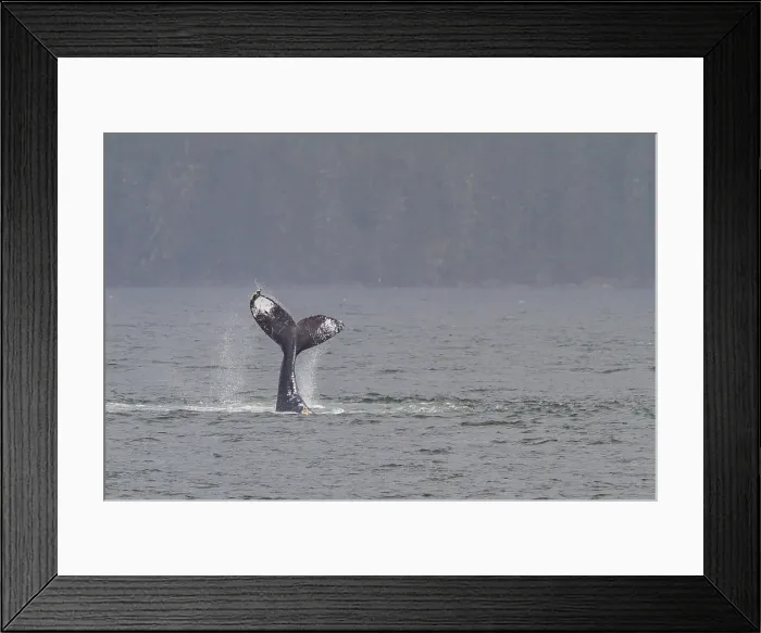 Framed Print : Adult humpback whale (Megaptera novaeangliae) tail throw among feeding whales in Southeast Alaska, United States of America Framed Print : Adult humpback whale (Megaptera novaeangliae) tail throw among feeding whales in Southeast Alaska, United States of America