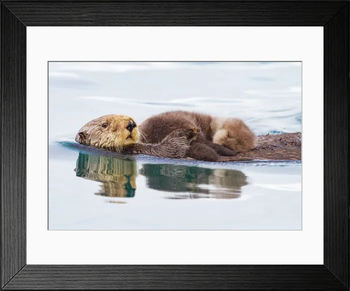 Framed Print : Adult sea otter (Enhydra lutris kenyoni) mother and pup in Inian Pass, Southeastern Alaska, United States of America Framed Print : Adult sea otter (Enhydra lutris kenyoni) mother and pup in Inian Pass, Southeastern Alaska, United States of America