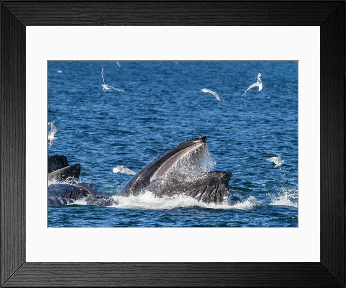 Framed Print : Adult humpback whales (Megaptera novaeangliae) co-operatively bubble-net feeding in Southeast Alaska, United States of America Framed Print : Adult humpback whales (Megaptera novaeangliae) co-operatively bubble-net feeding in Southeast Alaska, United States of America