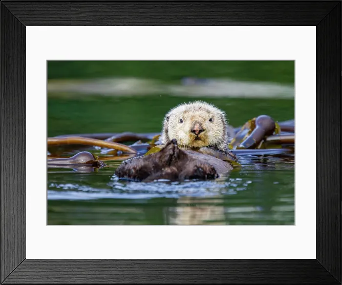Framed Print : Adult sea otter (Enhydra lutris kenyoni) in kelp bed in Inian Pass, Southeastern Alaska, United States of America Framed Print : Adult sea otter (Enhydra lutris kenyoni) in kelp bed in Inian Pass, Southeastern Alaska, United States of America