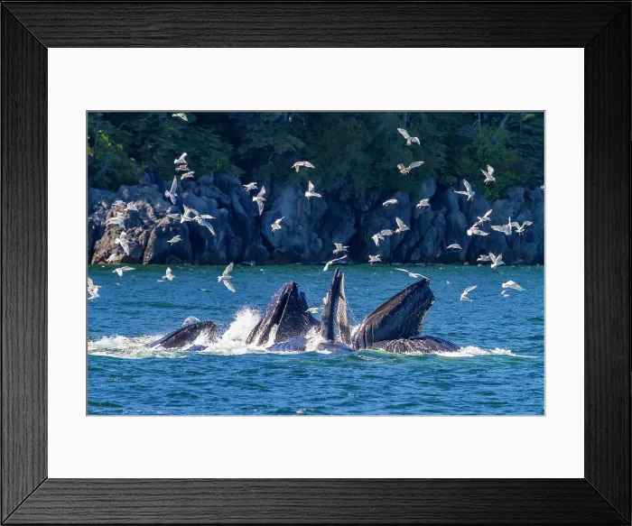 Framed Print : Adult humpback whales (Megaptera novaeangliae) co-operatively bubble-net feeding in Southeast Alaska, United States of America Framed Print : Adult humpback whales (Megaptera novaeangliae) co-operatively bubble-net feeding in Southeast Alaska, United States of America