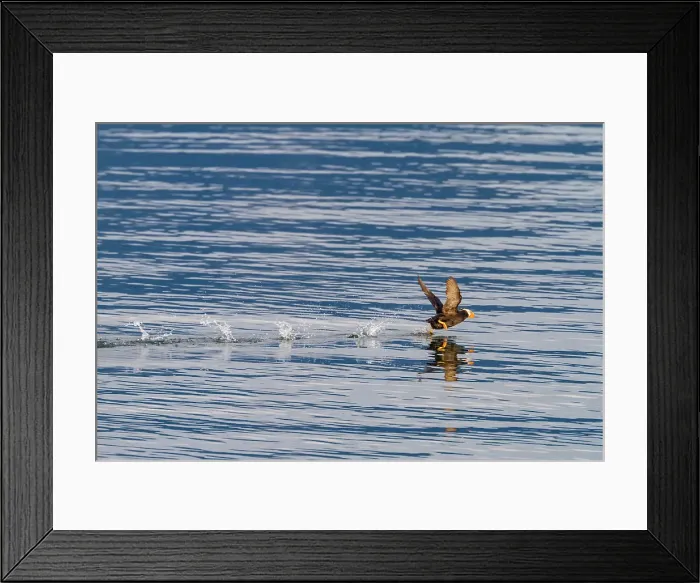 Framed Print : Adult tufted puffin (Fratercula cirrhata) on the water at South Marble Island, Glacier Bay National Park, Alaska, United States of America Framed Print : Adult tufted puffin (Fratercula cirrhata) on the water at South Marble Island, Glacier Bay National Park, Alaska, United States of America