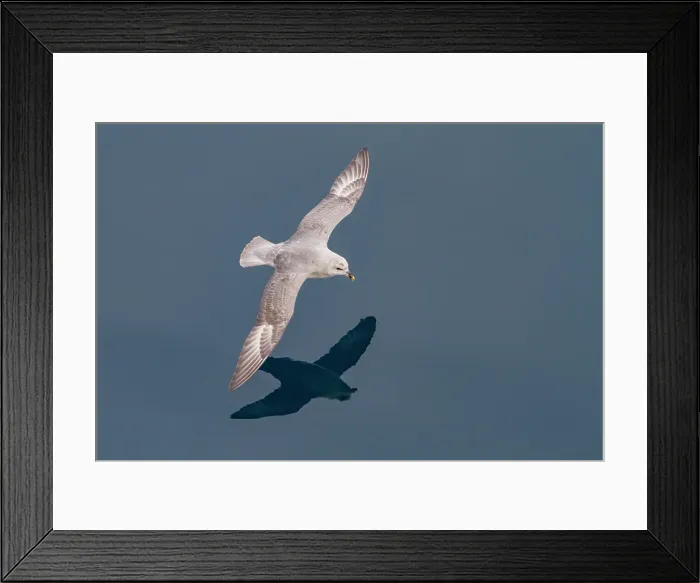 Framed Print : Northern fulmar (Fulmarus glacialis glacialis) on the wing in the Svalbard Archipelago, Norway Framed Print : Northern fulmar (Fulmarus glacialis glacialis) on the wing in the Svalbard Archipelago, Norway