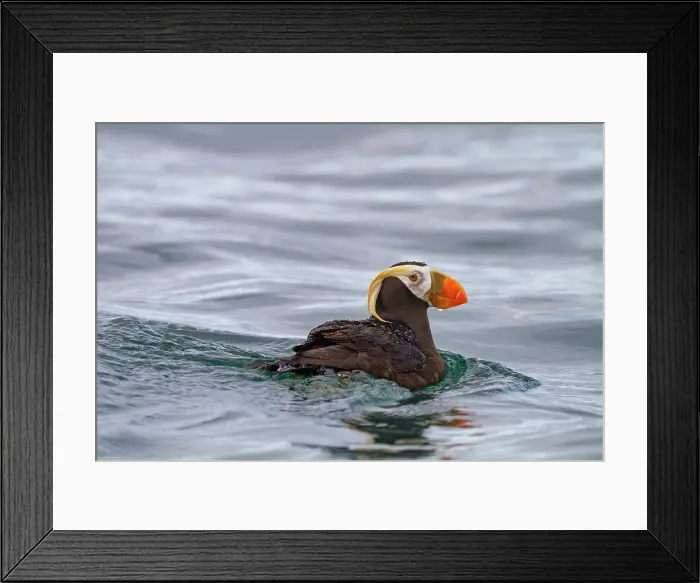 Framed Print : Adult tufted puffin (Fratercula cirrhata) on the water at South Marble Island, Glacier Bay National Park, Alaska, United States of America Framed Print : Adult tufted puffin (Fratercula cirrhata) on the water at South Marble Island, Glacier Bay National Park, Alaska, United States of America