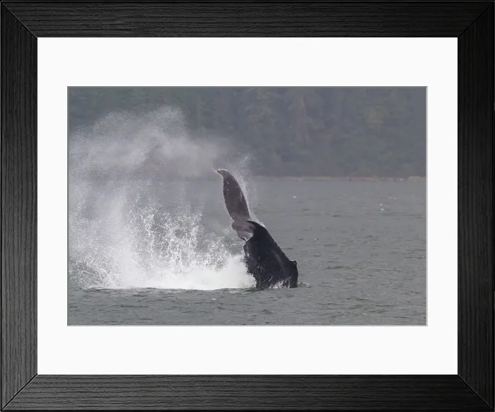 Framed Print : Adult humpback whale (Megaptera novaeangliae) tail throw among feeding whales in Southeast Alaska, United States of America Framed Print : Adult humpback whale (Megaptera novaeangliae) tail throw among feeding whales in Southeast Alaska, United States of America