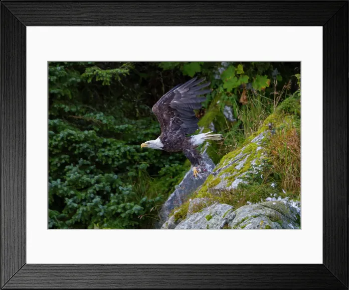 Framed Print : Adult bald eagle (Haliaeetus leucocephalus) with dead salmon in Inian Pass, Southeast Alaska, United States of America Framed Print : Adult bald eagle (Haliaeetus leucocephalus) with dead salmon in Inian Pass, Southeast Alaska, United States of America