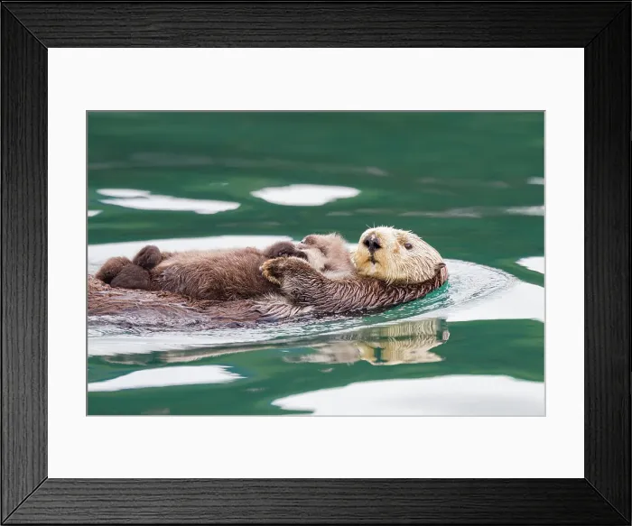 Framed Print : Adult sea otter (Enhydra lutris kenyoni) mother and pup in Inian Pass, Southeastern Alaska, United States of America Framed Print : Adult sea otter (Enhydra lutris kenyoni) mother and pup in Inian Pass, Southeastern Alaska, United States of America