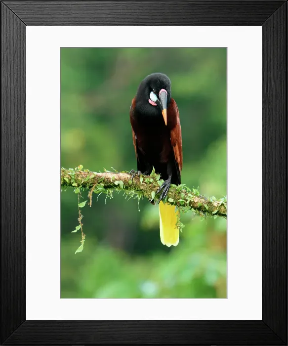 Framed Print : Montezuma Oropendola (Psarocolius Montezuma) perched on a branch, Costa Rica Framed Print : Montezuma Oropendola (Psarocolius Montezuma) perched on a branch, Costa Rica