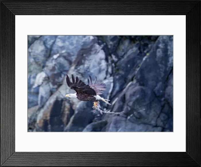 Framed Print : Adult bald eagle (Haliaeetus leucocephalus) with dead salmon in Inian Pass, Southeast Alaska, United States of America Framed Print : Adult bald eagle (Haliaeetus leucocephalus) with dead salmon in Inian Pass, Southeast Alaska, United States of America