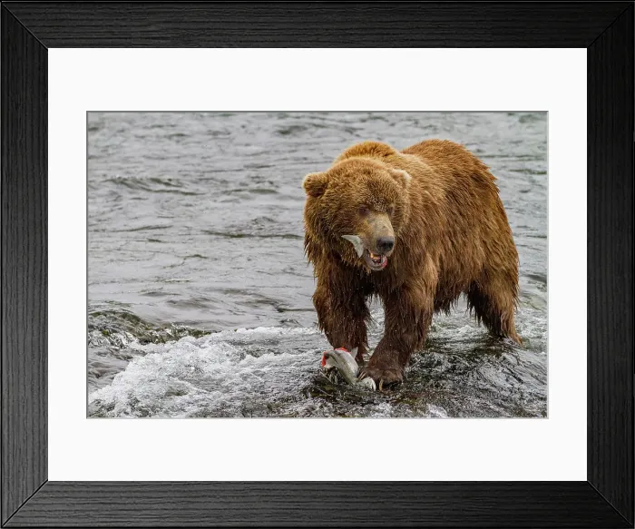 Framed Print : Adult brown bear (Ursus arctos) foraging for salmon at the Brooks River, Katmai National Park, Alaska, United States of America Framed Print : Adult brown bear (Ursus arctos) foraging for salmon at the Brooks River, Katmai National Park, Alaska, United States of America