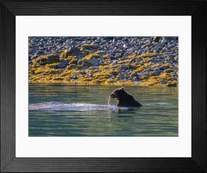 Framed Print : Adult brown bear (Ursus arctos) feeding on humpback whale carcass in Glacier Bay National Park, Alaska, United States of America Framed Print : Adult brown bear (Ursus arctos) feeding on humpback whale carcass in Glacier Bay National Park, Alaska, United States of America
