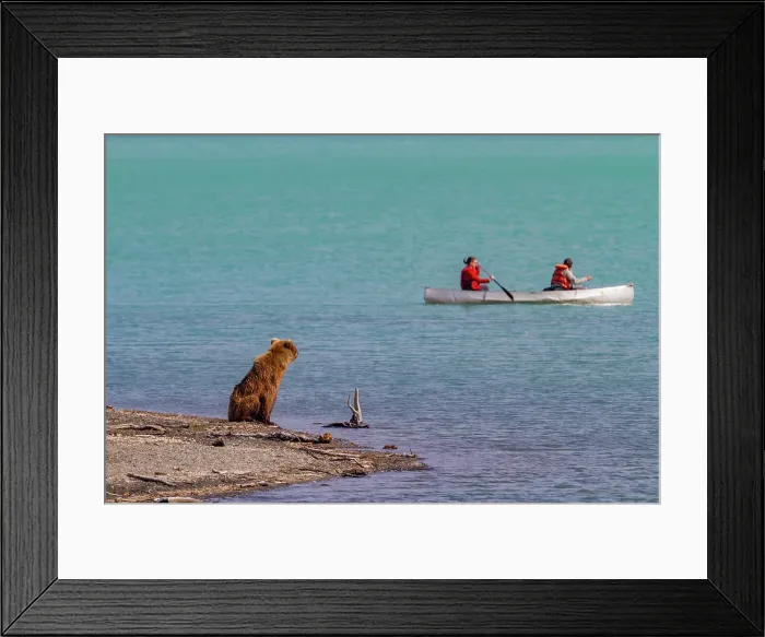 Framed Print : Adult brown bear sow (Ursus arctos) watching human activities at the Brooks River, Katmai National Park, Alaska, United States of America Framed Print : Adult brown bear sow (Ursus arctos) watching human activities at the Brooks River, Katmai National Park, Alaska, United States of America