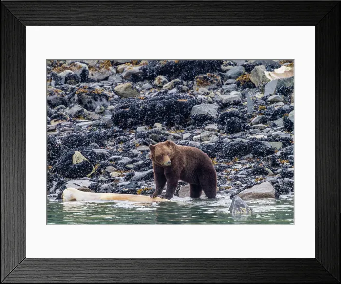 Framed Print : Adult brown bear (Ursus arctos) feeding on humpback whale carcass in Glacier Bay National Park, Alaska, United States of America
