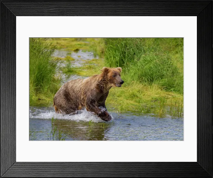 Framed Print : Adult brown bears (Ursus arctos) foraging for salmon at the Brooks River, Katmai National Park, Alaska, United States of America