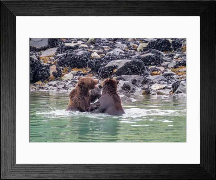 Framed Print : Adult brown bear pair (Ursus arctos) mock-fighting at Scidmore Cut in Glacier Bay National Park, Alaska, United States of America Framed Print : Adult brown bear pair (Ursus arctos) mock-fighting at Scidmore Cut in Glacier Bay National Park, Alaska, United States of America