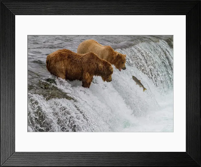 Framed Print : Adult brown bears (Ursus arctos) foraging for salmon at the Brooks River, Katmai National Park, Alaska, United States of America