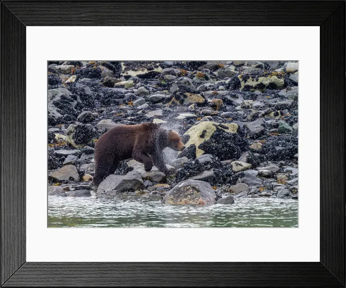 Framed Print : Adult brown bear (Ursus arctos) shaking water from its fur near whale carcass in Glacier Bay National Park, Alaska, United States of America Framed Print : Adult brown bear (Ursus arctos) shaking water from its fur near whale carcass in Glacier Bay National Park, Alaska, United States of America