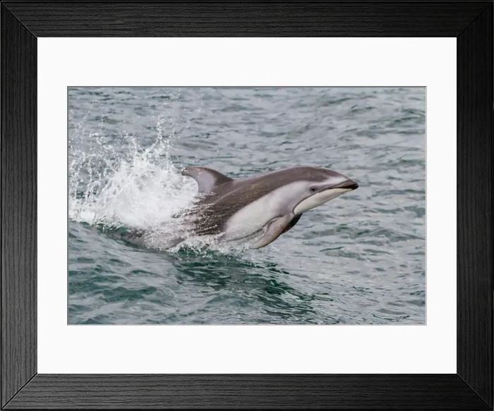 Framed Print : An adult Pacific white-sided dolphin (Lagenorhynchus obliquidens) leaping in Johnstone Strait, British Columbia, Canada Framed Print : An adult Pacific white-sided dolphin (Lagenorhynchus obliquidens) leaping in Johnstone Strait, British Columbia, Canada
