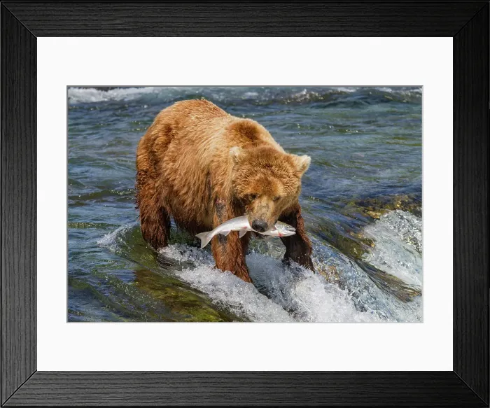Framed Print : Adult brown bear (Ursus arctos) foraging for salmon at the Brooks River, Katmai National Park, Alaska, United States of America Framed Print : Adult brown bear (Ursus arctos) foraging for salmon at the Brooks River, Katmai National Park, Alaska, United States of America