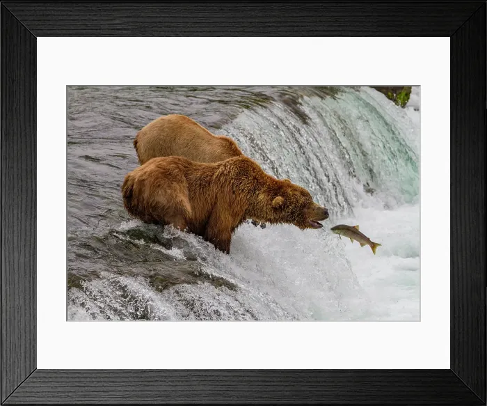 Framed Print : Adult brown bears (Ursus arctos) foraging for salmon at the Brooks River, Katmai National Park, Alaska, United States of America