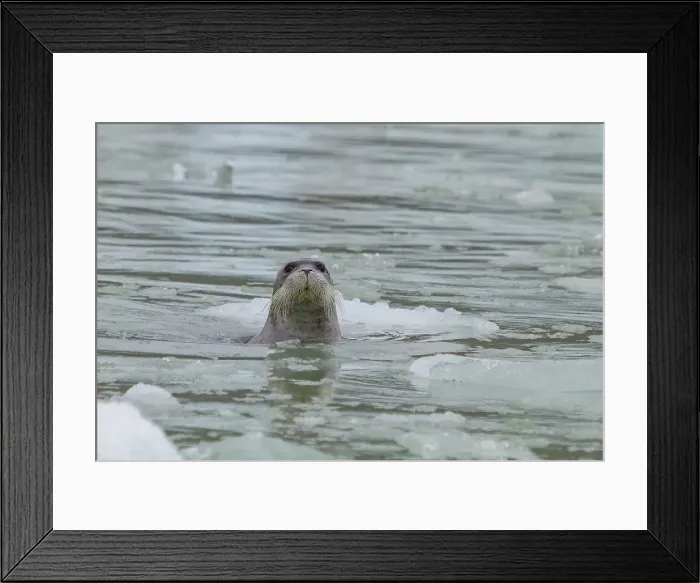 Framed Print : Adult bearded seal (Erignathus barbatus) swimming amongst the ice in the Svalbard Archipelago, Norway Framed Print : Adult bearded seal (Erignathus barbatus) swimming amongst the ice in the Svalbard Archipelago, Norway