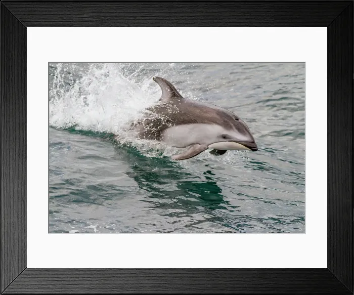 Framed Print : An adult Pacific white-sided dolphin (Lagenorhynchus obliquidens) leaping in Johnstone Strait, British Columbia, Canada Framed Print : An adult Pacific white-sided dolphin (Lagenorhynchus obliquidens) leaping in Johnstone Strait, British Columbia, Canada