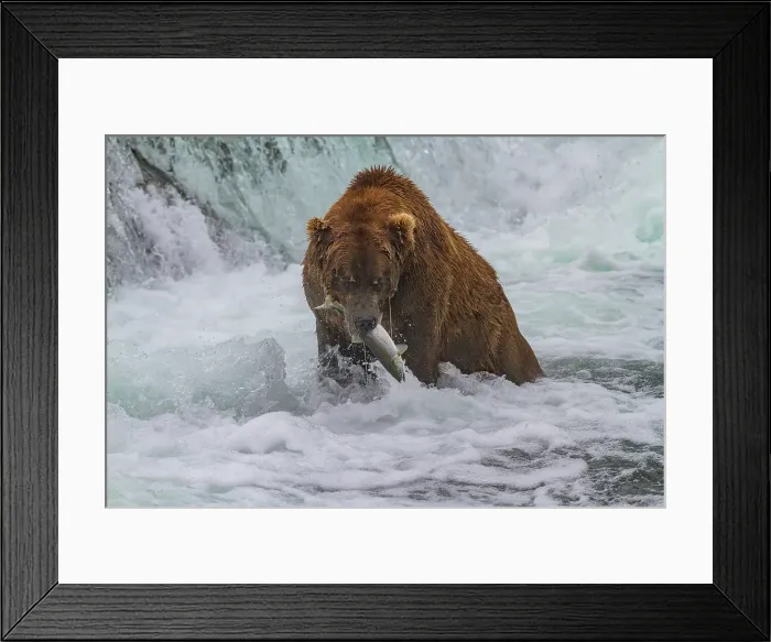 Framed Print : Adult brown bear (Ursus arctos) foraging for salmon in the Brooks River, Katmai National Park, Alaska, United States of America Framed Print : Adult brown bear (Ursus arctos) foraging for salmon in the Brooks River, Katmai National Park, Alaska, United States of America