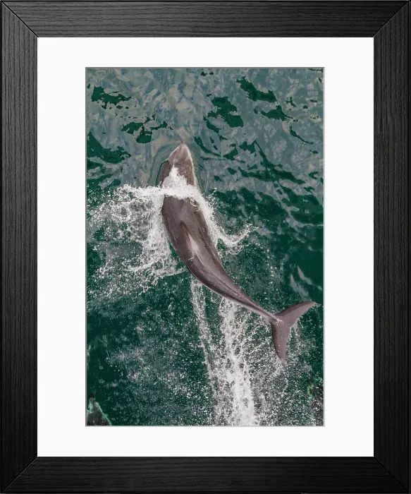 Framed Print : An adult Pacific white-sided dolphin (Lagenorhynchus obliquidens) leaping in Johnstone Strait, British Columbia, Canada Framed Print : An adult Pacific white-sided dolphin (Lagenorhynchus obliquidens) leaping in Johnstone Strait, British Columbia, Canada