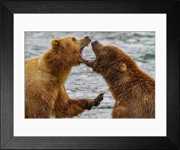 Framed Print : Adult brown bears (Ursus arctos) disputing fishing rights for salmon in the Brooks River, Katmai National Park, Alaska, United States of America Framed Print : Adult brown bears (Ursus arctos) disputing fishing rights for salmon in the Brooks River, Katmai National Park, Alaska, United States of America