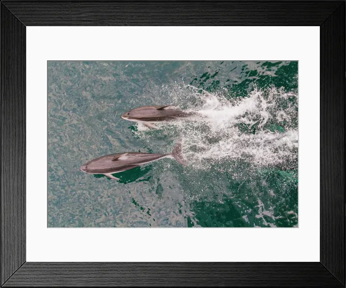 Framed Print : A pod of Pacific white-sided dolphins (Lagenorhynchus obliquidens) bow-riding in Johnstone Strait, British Columbia, Canada