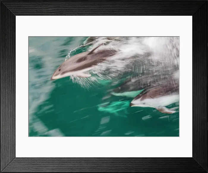 Framed Print : A pod of Pacific white-sided dolphins (Lagenorhynchus obliquidens) bow-riding in Johnstone Strait, British Columbia, Canada Framed Print : A pod of Pacific white-sided dolphins (Lagenorhynchus obliquidens) bow-riding in Johnstone Strait, British Columbia, Canada