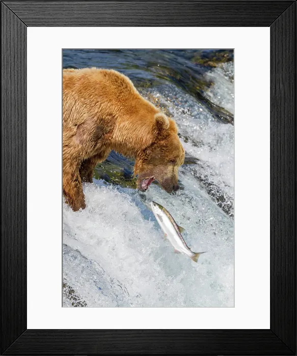 Framed Print : Adult brown bear (Ursus arctos) foraging for salmon at the Brooks River, Katmai National Park, Alaska, United States of America Framed Print : Adult brown bear (Ursus arctos) foraging for salmon at the Brooks River, Katmai National Park, Alaska, United States of America