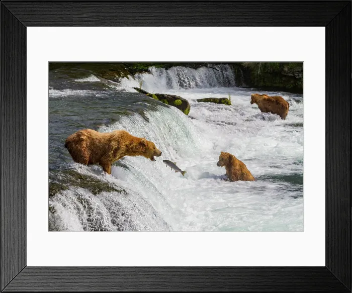 Framed Print : Adult brown bears (Ursus arctos) foraging for salmon at the Brooks River, Katmai National Park, Alaska, United States of America Framed Print : Adult brown bears (Ursus arctos) foraging for salmon at the Brooks River, Katmai National Park, Alaska, United States of America