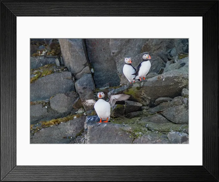 Framed Print : Adult Atlantic puffins (Fratercula arctica), breeding on the island of Bolscheoya in the Svalbard Archipelago, Norway
