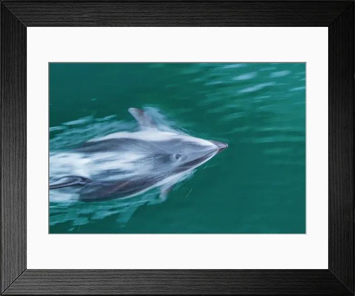 Framed Print : An adult Pacific white-sided dolphin (Lagenorhynchus obliquidens) bow-riding in Johnstone Strait, British Columbia, Canada Framed Print : An adult Pacific white-sided dolphin (Lagenorhynchus obliquidens) bow-riding in Johnstone Strait, British Columbia, Canada