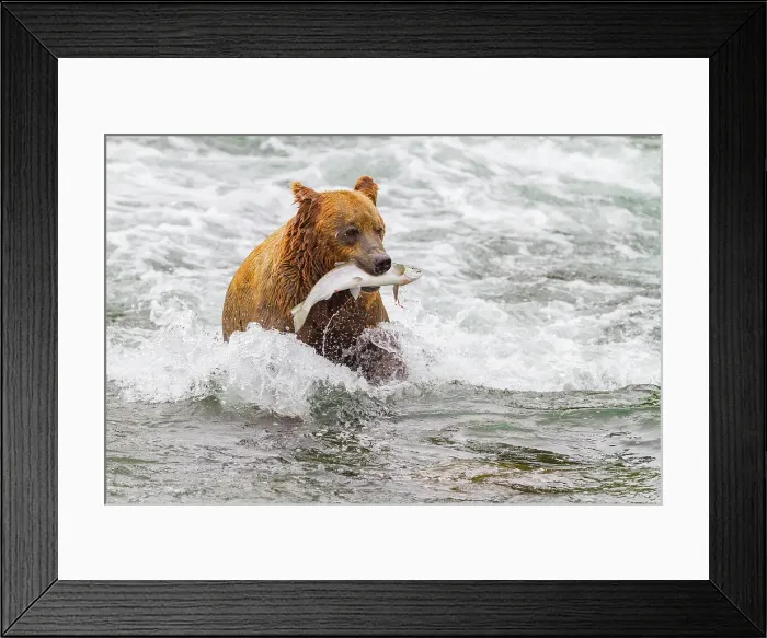 Framed Print : Young brown bear (Ursus arctos) foraging for salmon at the Brooks River, Katmai National Park, Alaska, United States of America Framed Print : Young brown bear (Ursus arctos) foraging for salmon at the Brooks River, Katmai National Park, Alaska, United States of America