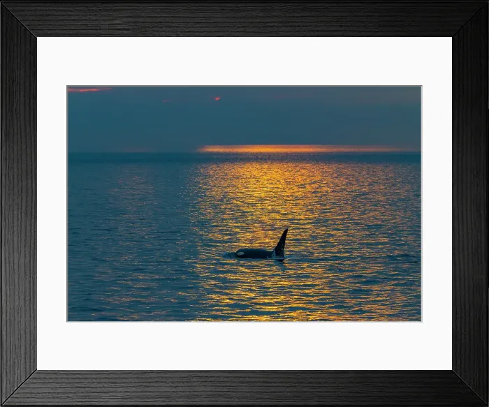 Framed Print : Gathering of at least two resident pods of killer whales (Orcinus orca) encountered near sunset, Johnstone Strait, British Columbia, Canada Framed Print : Gathering of at least two resident pods of killer whales (Orcinus orca) encountered near sunset, Johnstone Strait, British Columbia, Canada