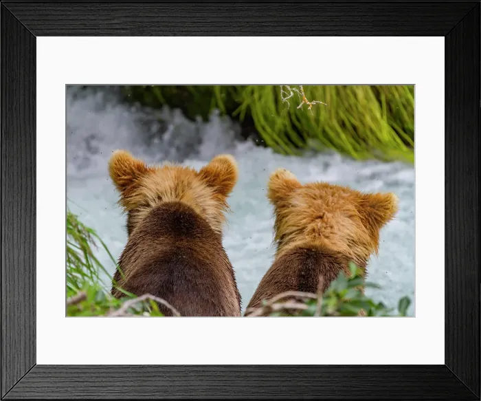 Framed Print : Young brown bear (Ursus arctos) cubs watching mom hunt for salmon in the Brooks River, Katmai National Park, Alaska, United States of America