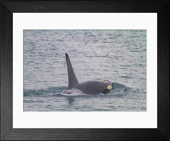 Framed Print : Gathering of at least two resident pods of killer whales (Orcinus orca) encountered near sunset, Johnstone Strait, British Columbia, Canada Framed Print : Gathering of at least two resident pods of killer whales (Orcinus orca) encountered near sunset, Johnstone Strait, British Columbia, Canada