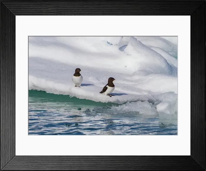 Framed Print : Adult dovekie (Alle alle alle) breeding area on the island of Bolscheoya in the Svalbard Archipelago, Norway Framed Print : Adult dovekie (Alle alle alle) breeding area on the island of Bolscheoya in the Svalbard Archipelago, Norway