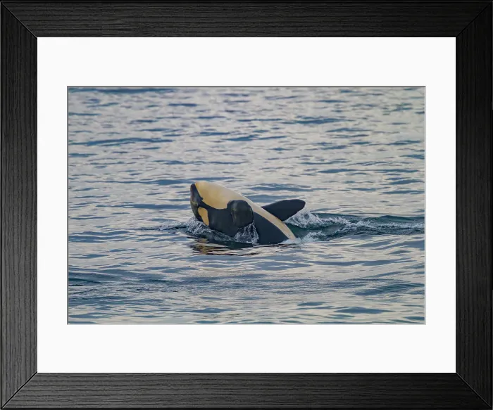 Framed Print : Gathering of at least two resident pods of killer whales (Orcinus orca) encountered near sunset, Johnstone Strait, British Columbia, Canada Framed Print : Gathering of at least two resident pods of killer whales (Orcinus orca) encountered near sunset, Johnstone Strait, British Columbia, Canada