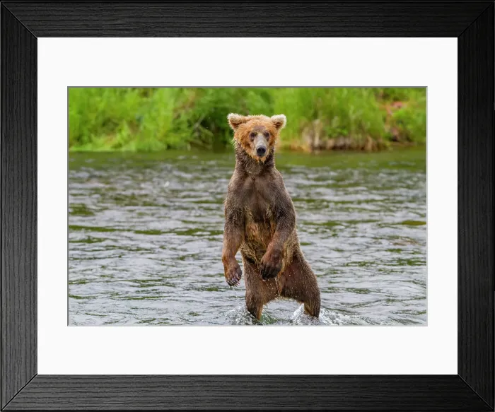 Framed Print : Adult brown bear (Ursus arctos) foraging for salmon at the Brooks River, Katmai National Park, Alaska, United States of America Framed Print : Adult brown bear (Ursus arctos) foraging for salmon at the Brooks River, Katmai National Park, Alaska, United States of America