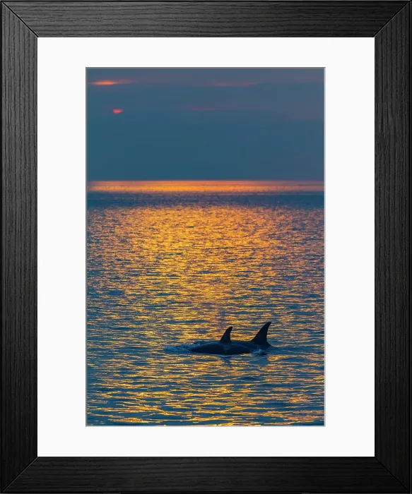 Framed Print : Gathering of at least two resident pods of killer whales (Orcinus orca) encountered near sunset, Johnstone Strait, British Columbia, Canada Framed Print : Gathering of at least two resident pods of killer whales (Orcinus orca) encountered near sunset, Johnstone Strait, British Columbia, Canada