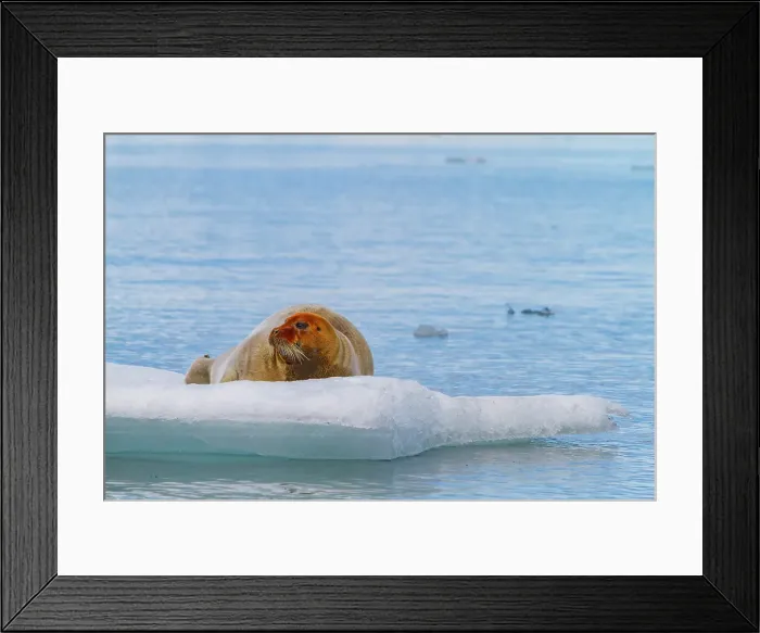 Framed Print : Adult bearded seal (Erignathus barbatus) hauled out on the ice in the Svalbard Archipelago, Norway
