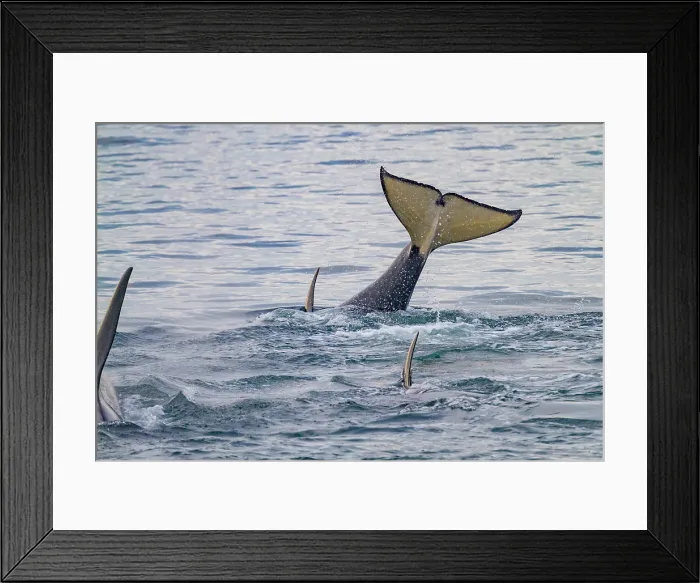 Framed Print : Gathering of at least two resident pods of killer whales (Orcinus orca) encountered near sunset, Johnstone Strait, British Columbia, Canada Framed Print : Gathering of at least two resident pods of killer whales (Orcinus orca) encountered near sunset, Johnstone Strait, British Columbia, Canada