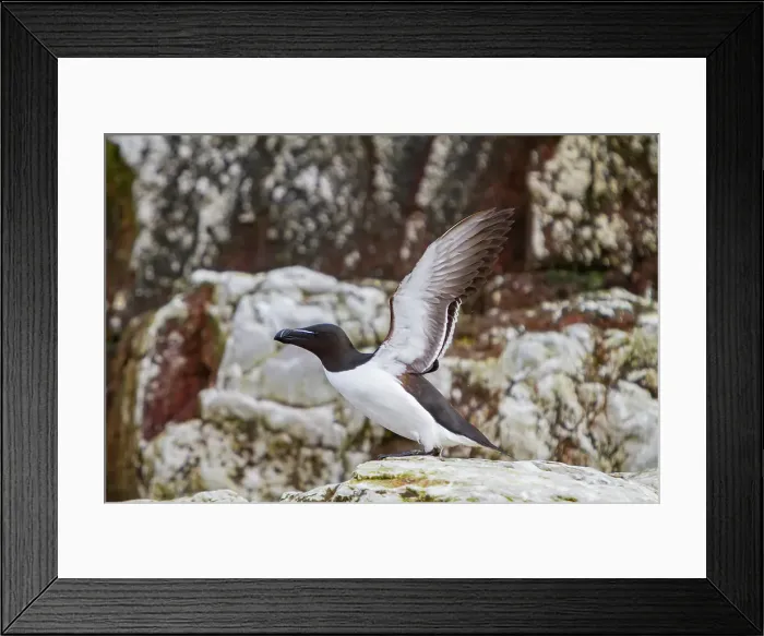 Framed Print : Adult razorbill (Alca torda) taking flight in the Svalbard Archipelago, Norway Framed Print : Adult razorbill (Alca torda) taking flight in the Svalbard Archipelago, Norway