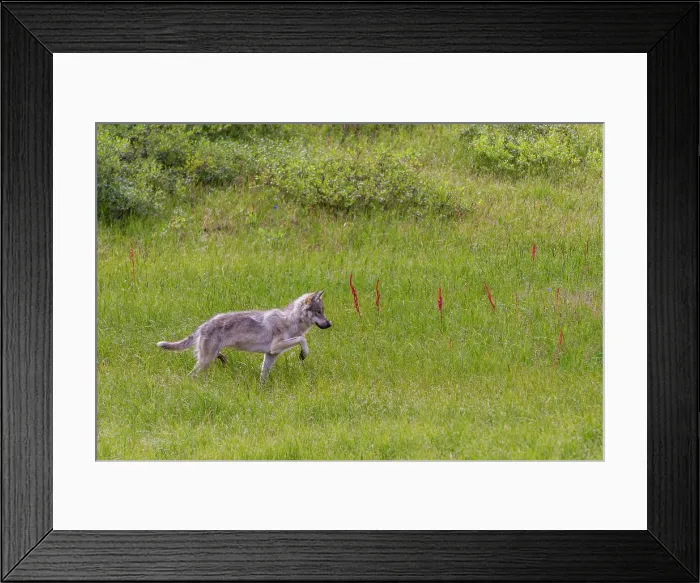 Framed Print : Adult coyote (Canis latrans) in Denali National Park, Alaska, United States of America Framed Print : Adult coyote (Canis latrans) in Denali National Park, Alaska, United States of America