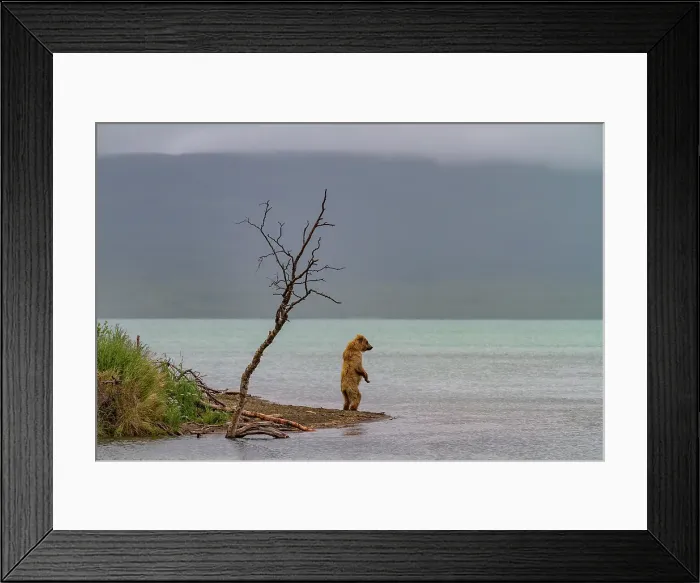 Framed Print : Young brown bear (Ursus arctos) standing looking for salmon, Brooks River, Katmai National Park, Alaska, United States of America Framed Print : Young brown bear (Ursus arctos) standing looking for salmon, Brooks River, Katmai National Park, Alaska, United States of America