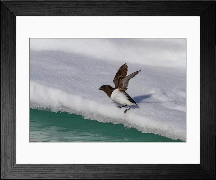 Framed Print : Adult dovekie (Alle alle alle) breeding area on the island of Bolscheoya in the Svalbard Archipelago, Norway Framed Print : Adult dovekie (Alle alle alle) breeding area on the island of Bolscheoya in the Svalbard Archipelago, Norway